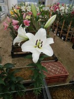 [4520 PO108 Franson No01.JPG]